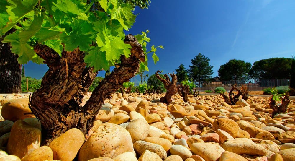 Chateauneuf-du-pape Gabrielle Vizzavona