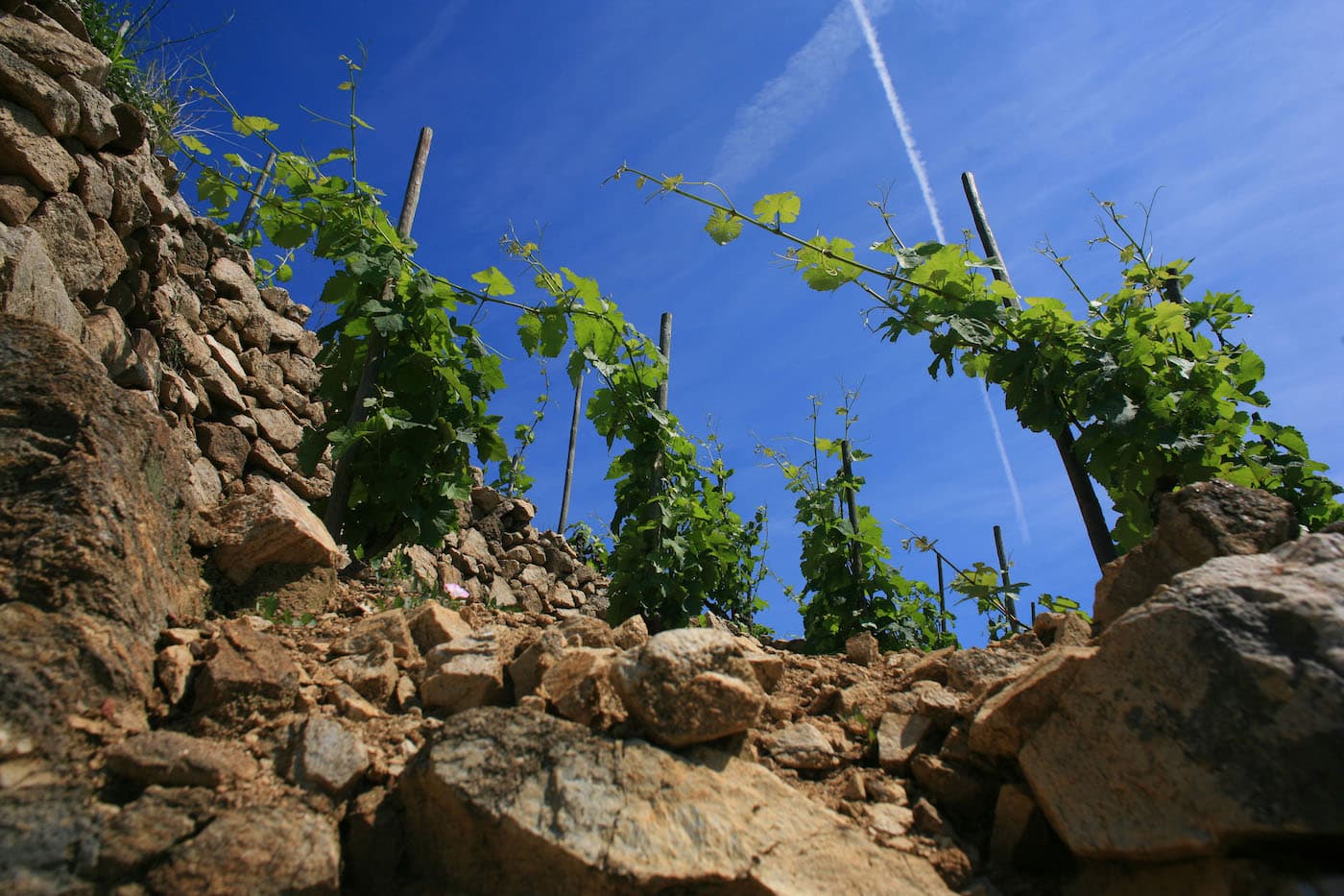 Saint Joseph vignoble